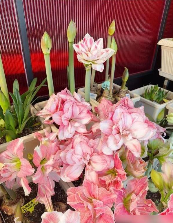 朱顶红的花