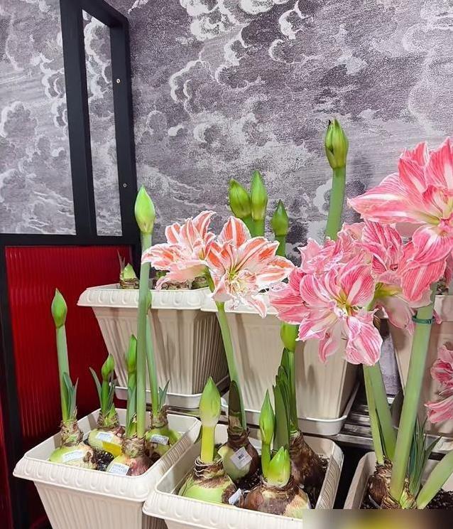 朱顶红养花